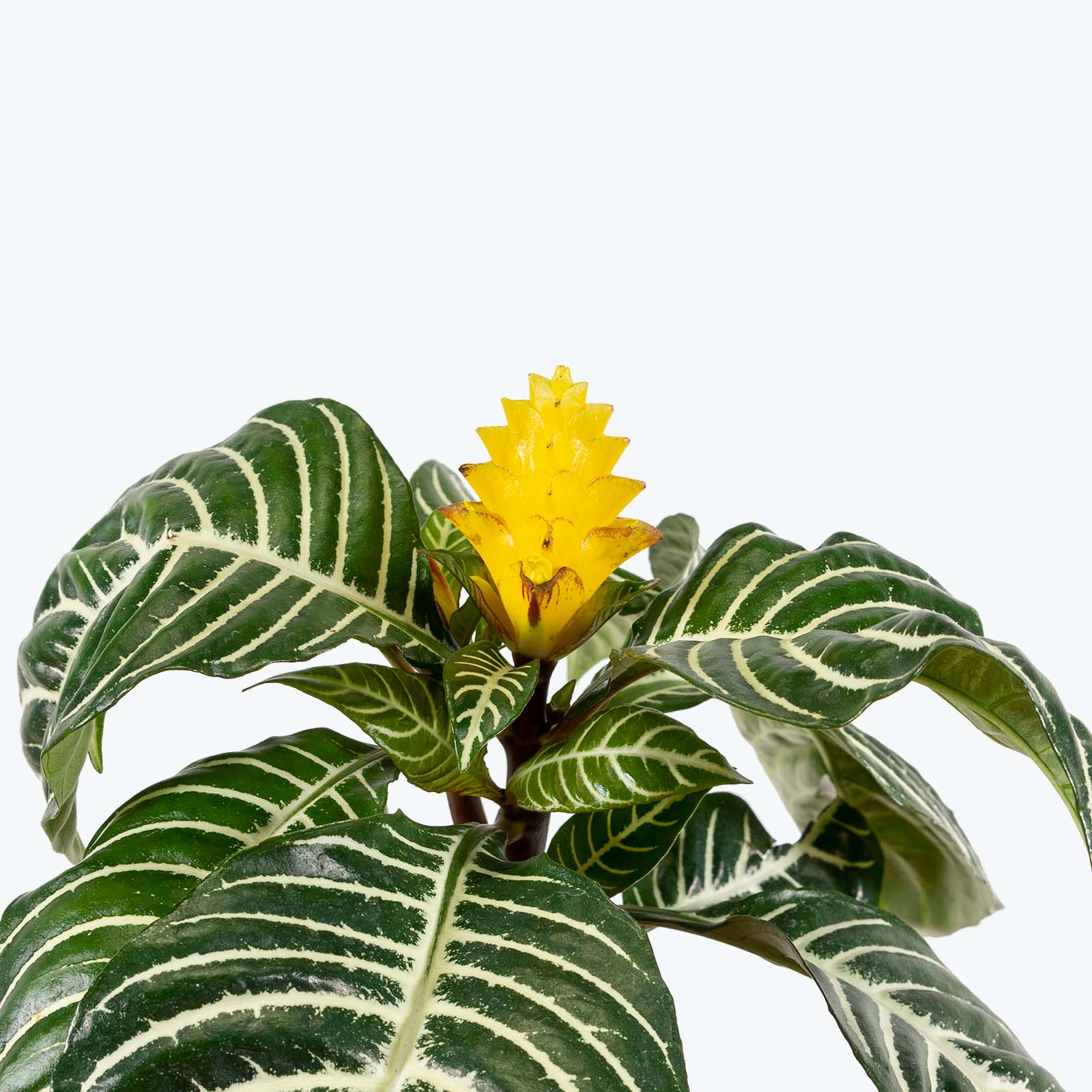 Aphelandra Squarrosa - Zebra Plant - House Plants Delivery Toronto - JOMO Studio