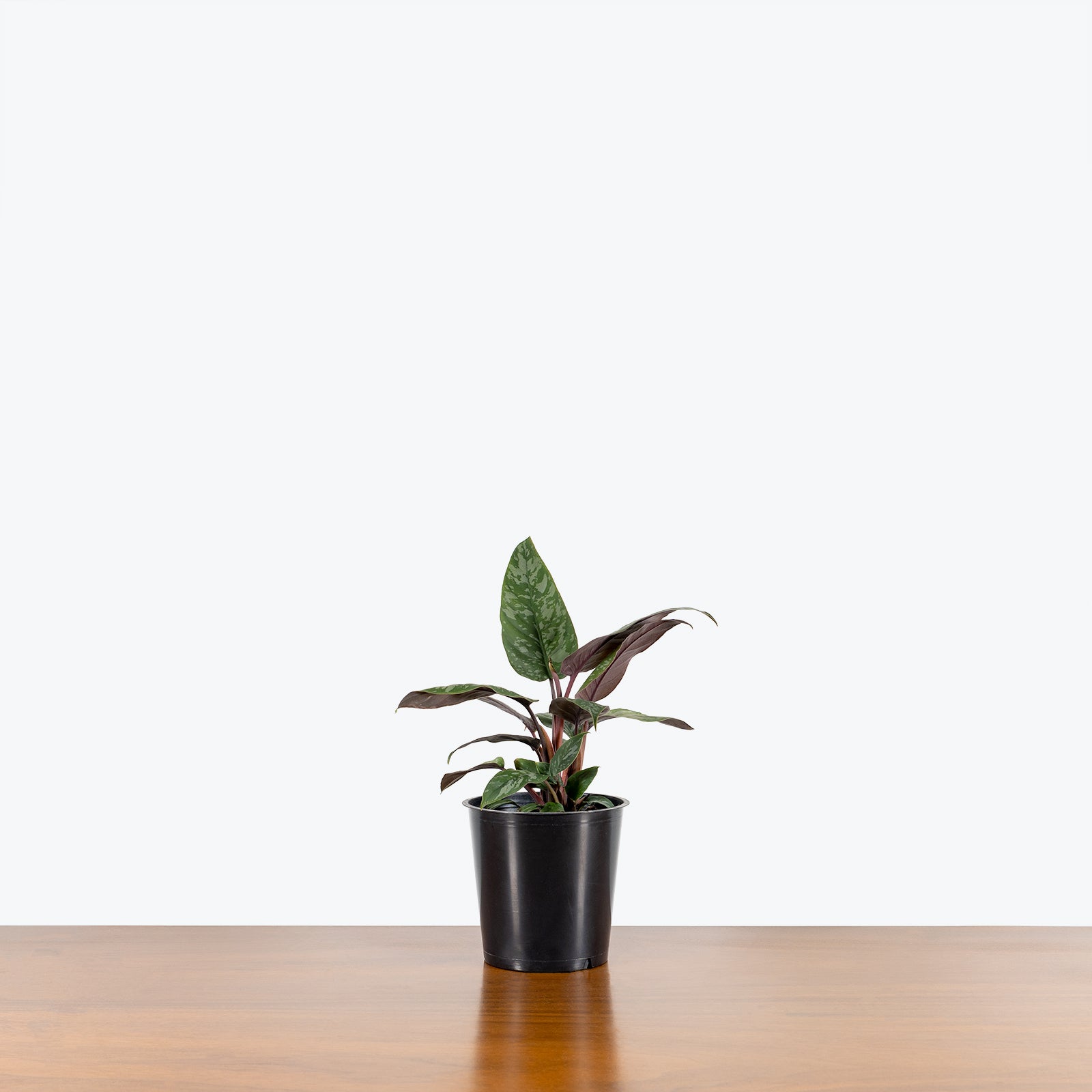 Apoballis Red Sword - House Plants Delivery Toronto - JOMO Studio