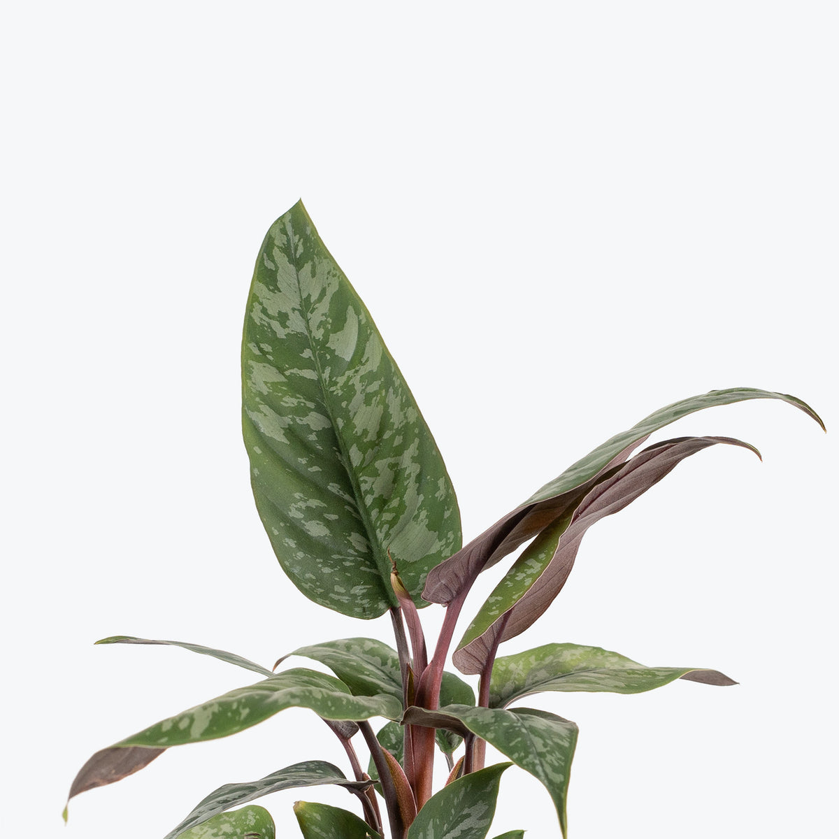Apoballis Red Sword - House Plants Delivery Toronto - JOMO Studio