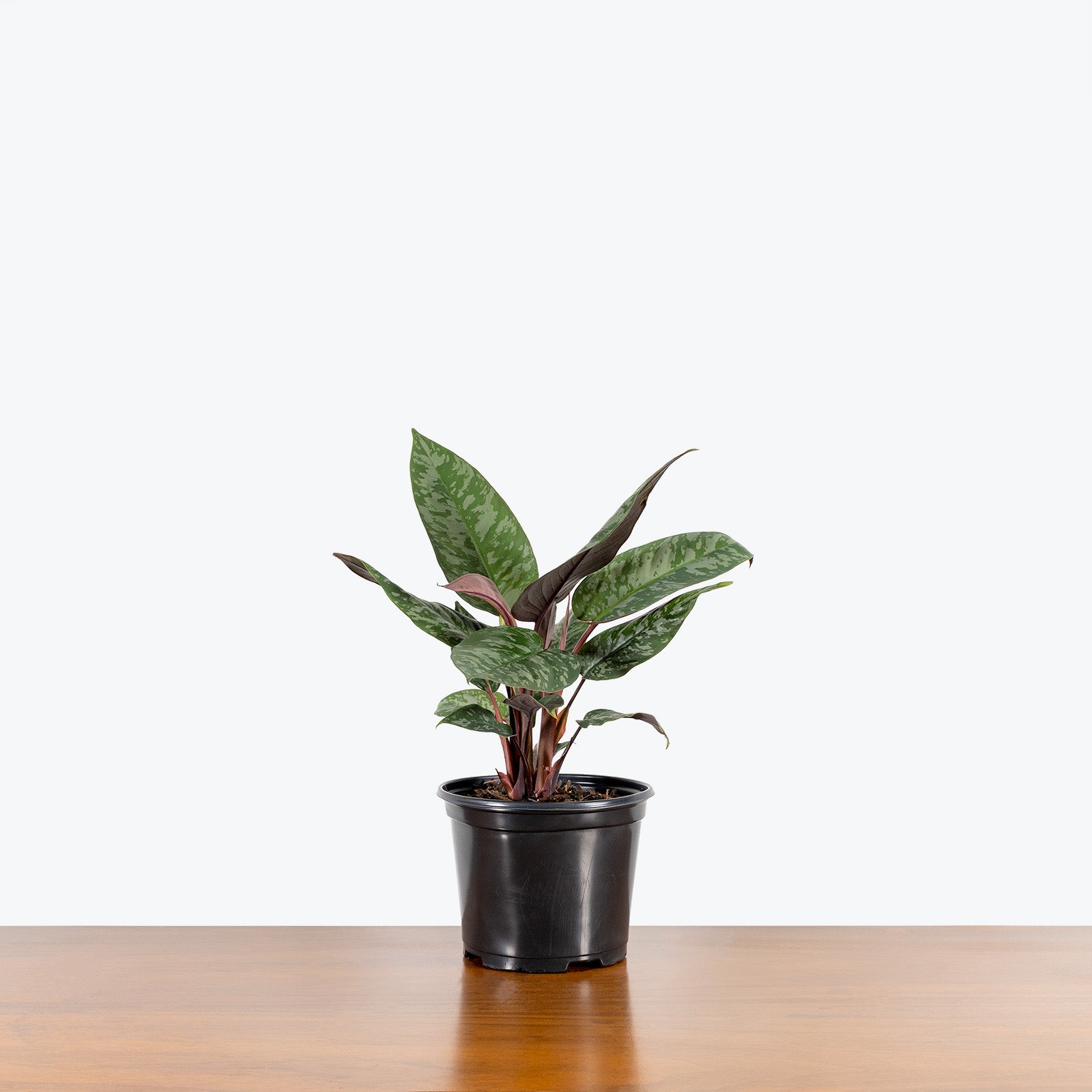 Apoballis Red Sword - House Plants Delivery Toronto - JOMO Studio
