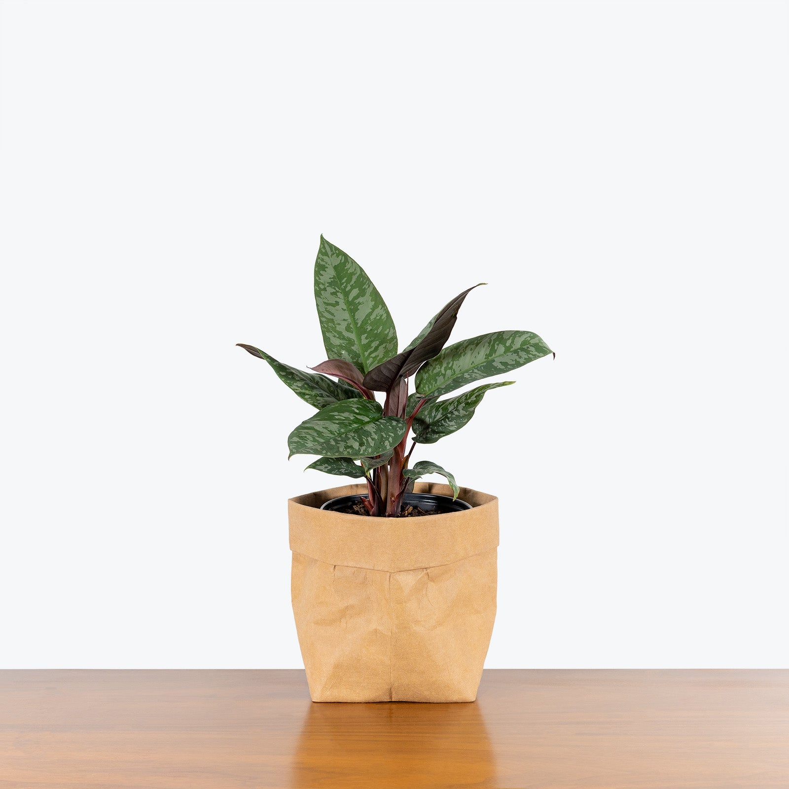 Apoballis Red Sword - House Plants Delivery Toronto - JOMO Studio