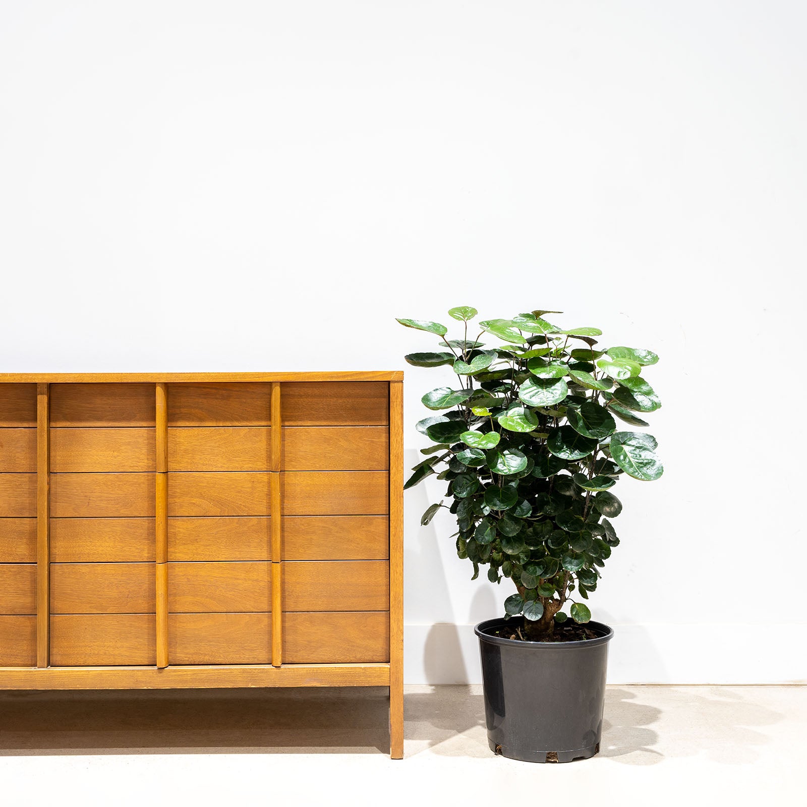 Aralia Fabian Stump - House Plants Delivery Toronto - JOMO Studio