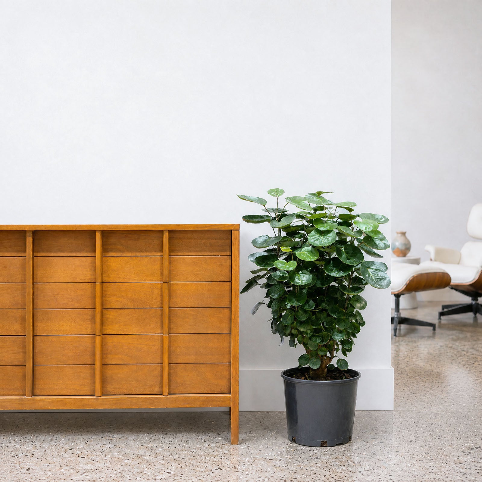 Aralia Fabian Stump - House Plants Delivery Toronto - JOMO Studio