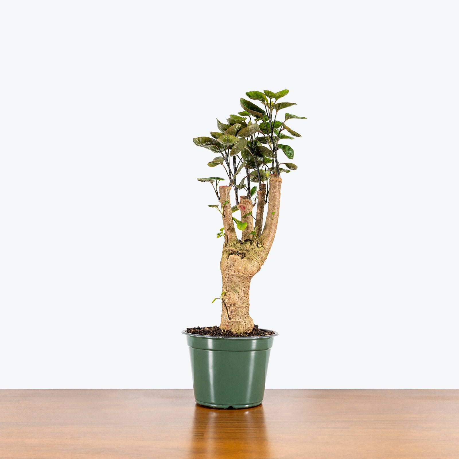 Aralia Fabian Stump - House Plants Delivery Toronto - JOMO Studio