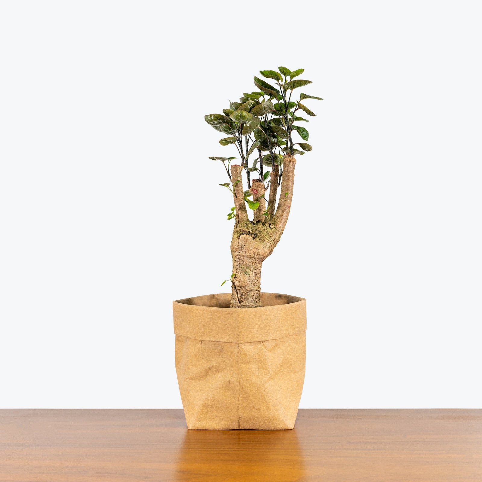 Aralia Fabian Stump - House Plants Delivery Toronto - JOMO Studio