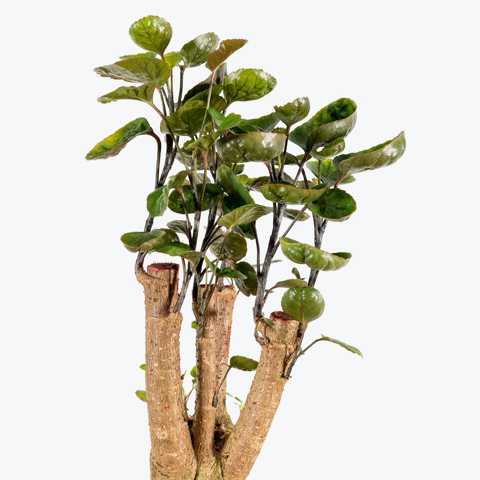 Aralia Fabian Stump - House Plants Delivery Toronto - JOMO Studio