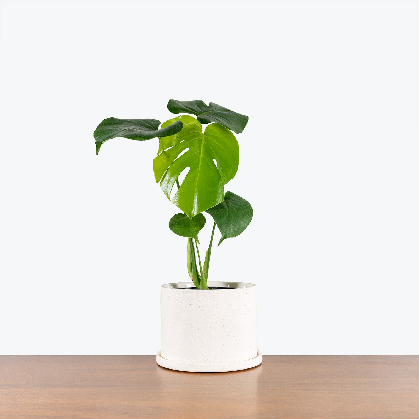 White Artistic Ceramic Planter with Saucer - House Plants Delivery Toronto - JOMO Studio