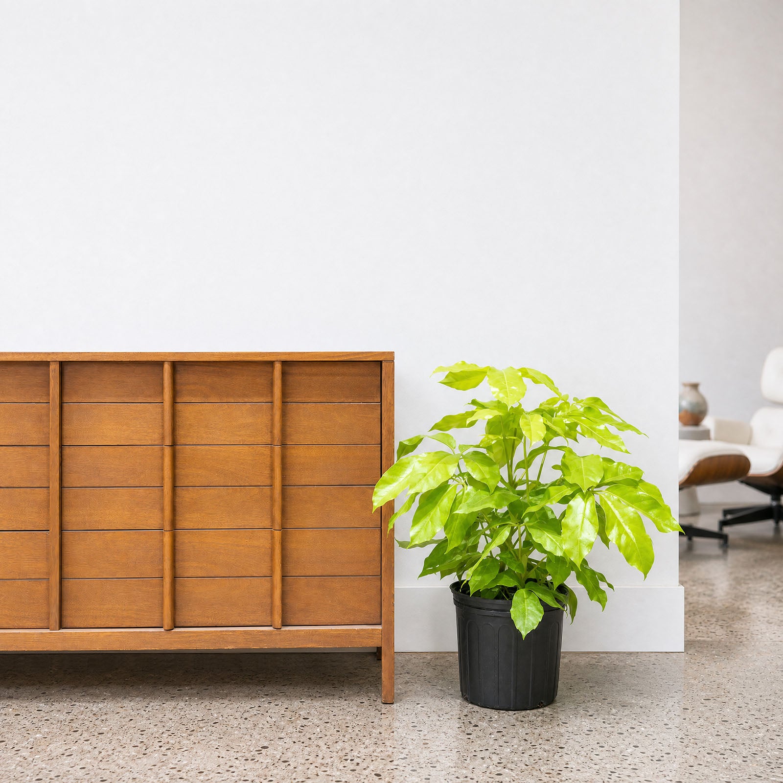 Australia Neon Umbrella Tree - Schefflera Actinophylla - House Plants Delivery Toronto - JOMO Studio