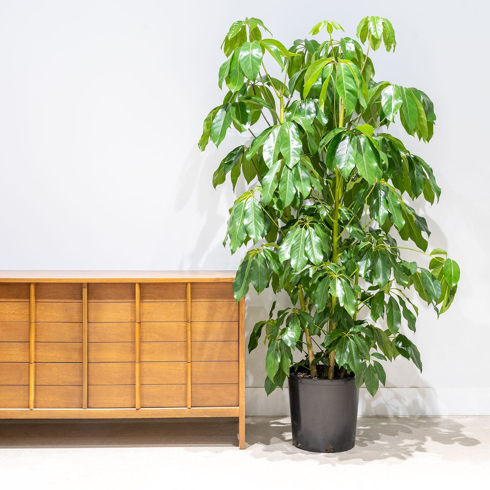 Australia Umbrella Tree - Schefflera Actinophylla - House Plants Delivery Toronto - JOMO Studio
