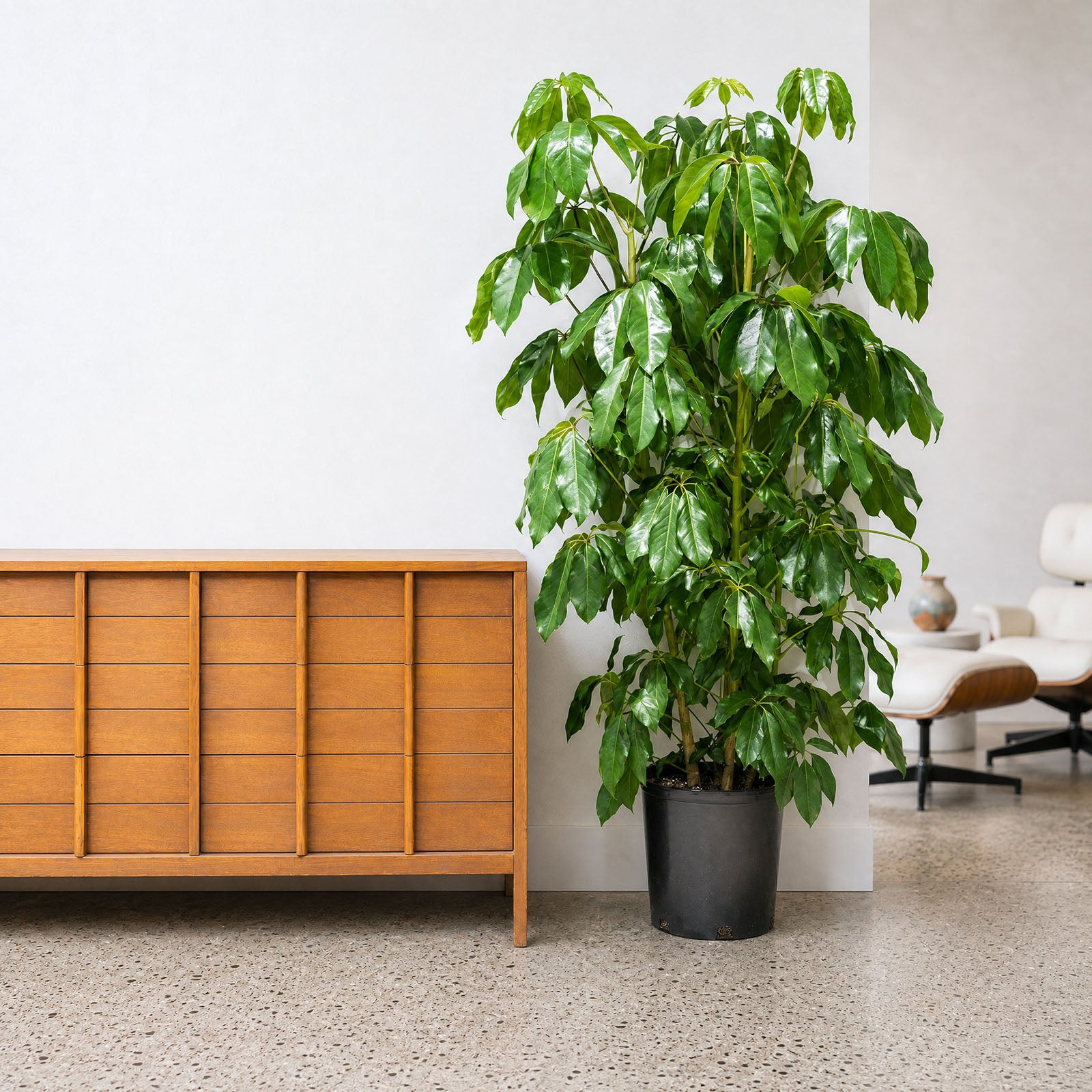 Australia Umbrella Tree | Schefflera Actinophylla | Care Guide and Pro Tips - Delivery from Toronto across Canada - JOMO Studio