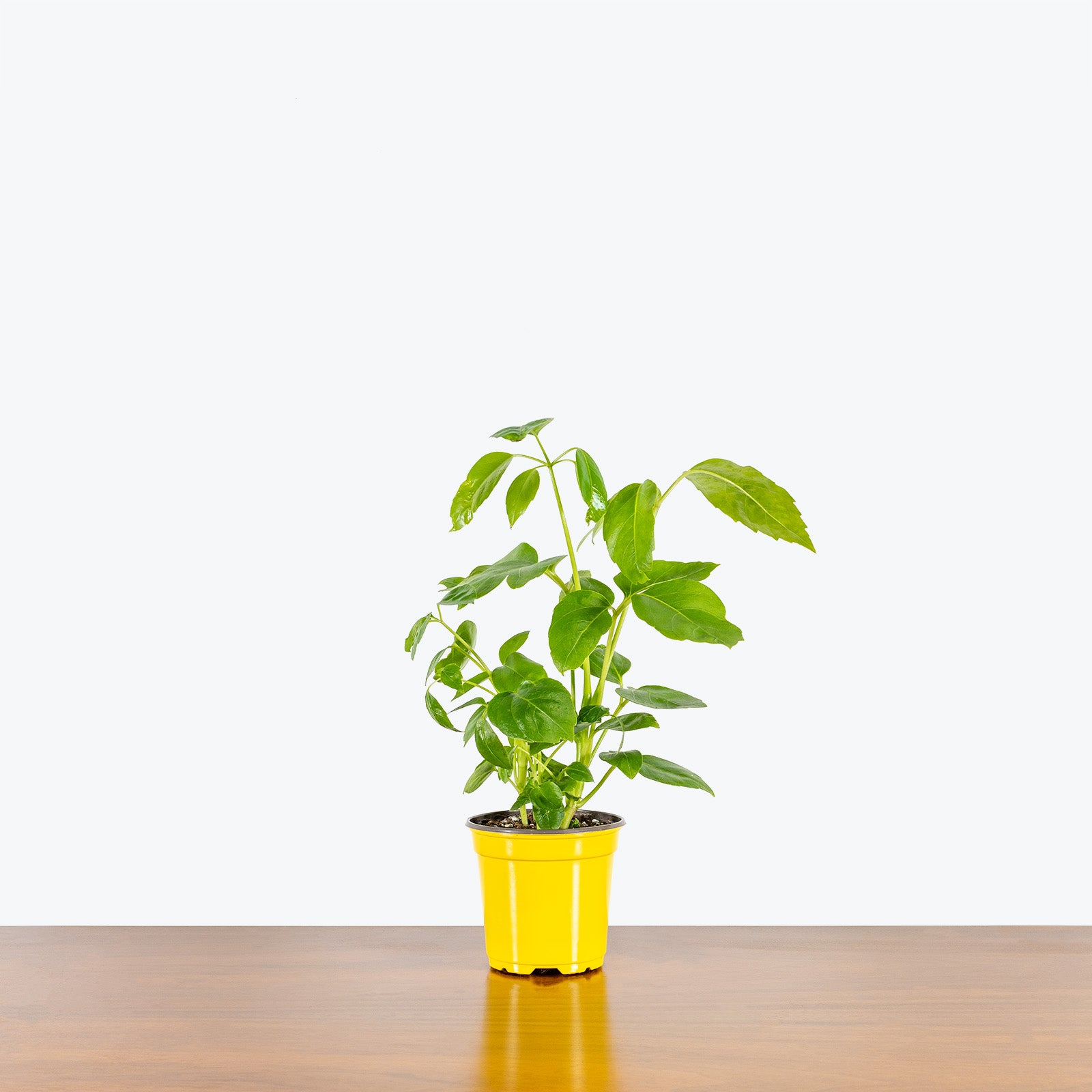Australia Umbrella Tree | Schefflera Actinophylla | Care Guide and Pro Tips - Delivery from Toronto across Canada - JOMO Studio