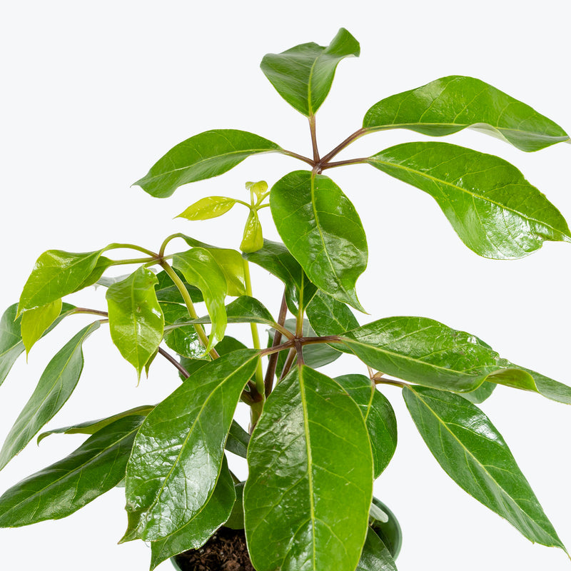 Australia Umbrella Tree | Schefflera Actinophylla | Care Guide and Pro Tips - Delivery from Toronto across Canada - JOMO Studio