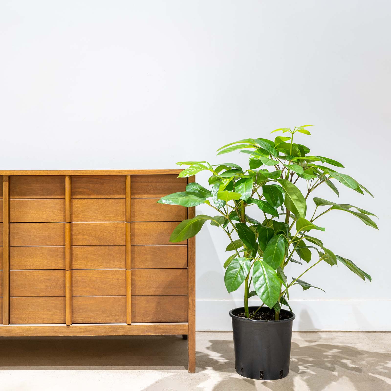 Australia Umbrella Tree | Schefflera Actinophylla | Care Guide and Pro Tips - Delivery from Toronto across Canada - JOMO Studio