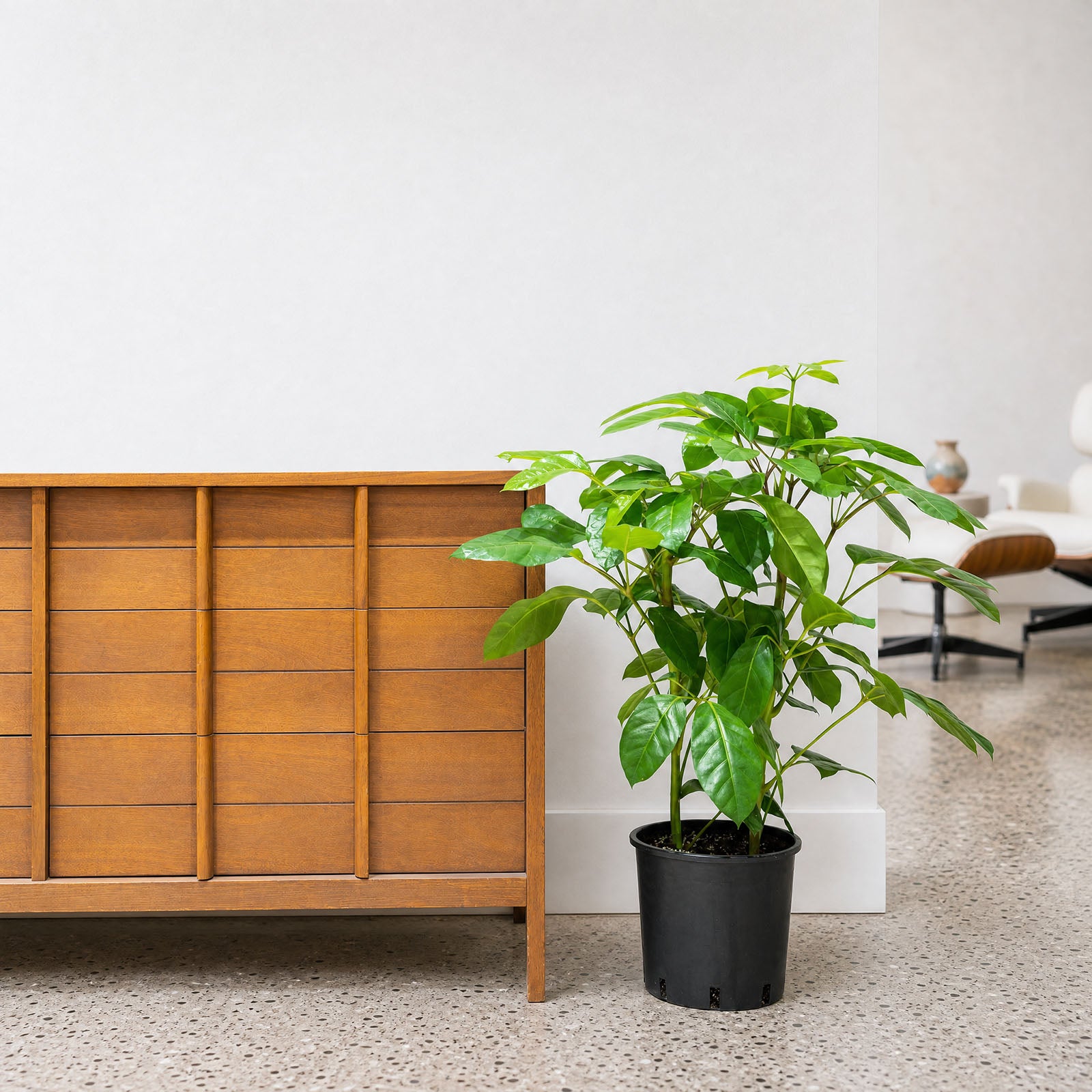 Australia Umbrella Tree | Schefflera Actinophylla | Care Guide and Pro Tips - Delivery from Toronto across Canada - JOMO Studio