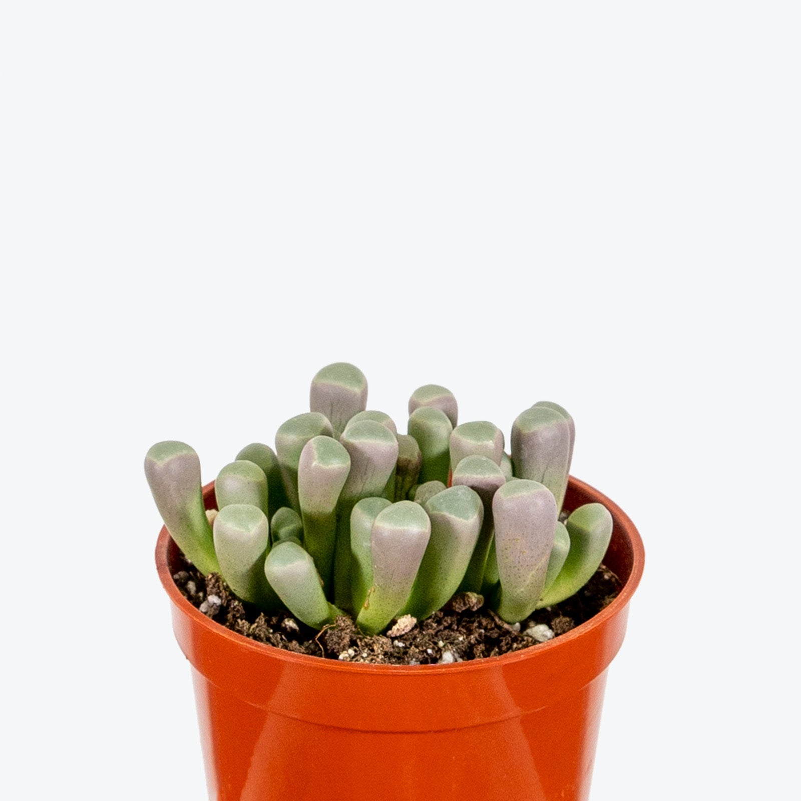 Baby Toes Succulent - Fenestraria Rhopalophylla - House Plants Delivery Toronto - JOMO Studio