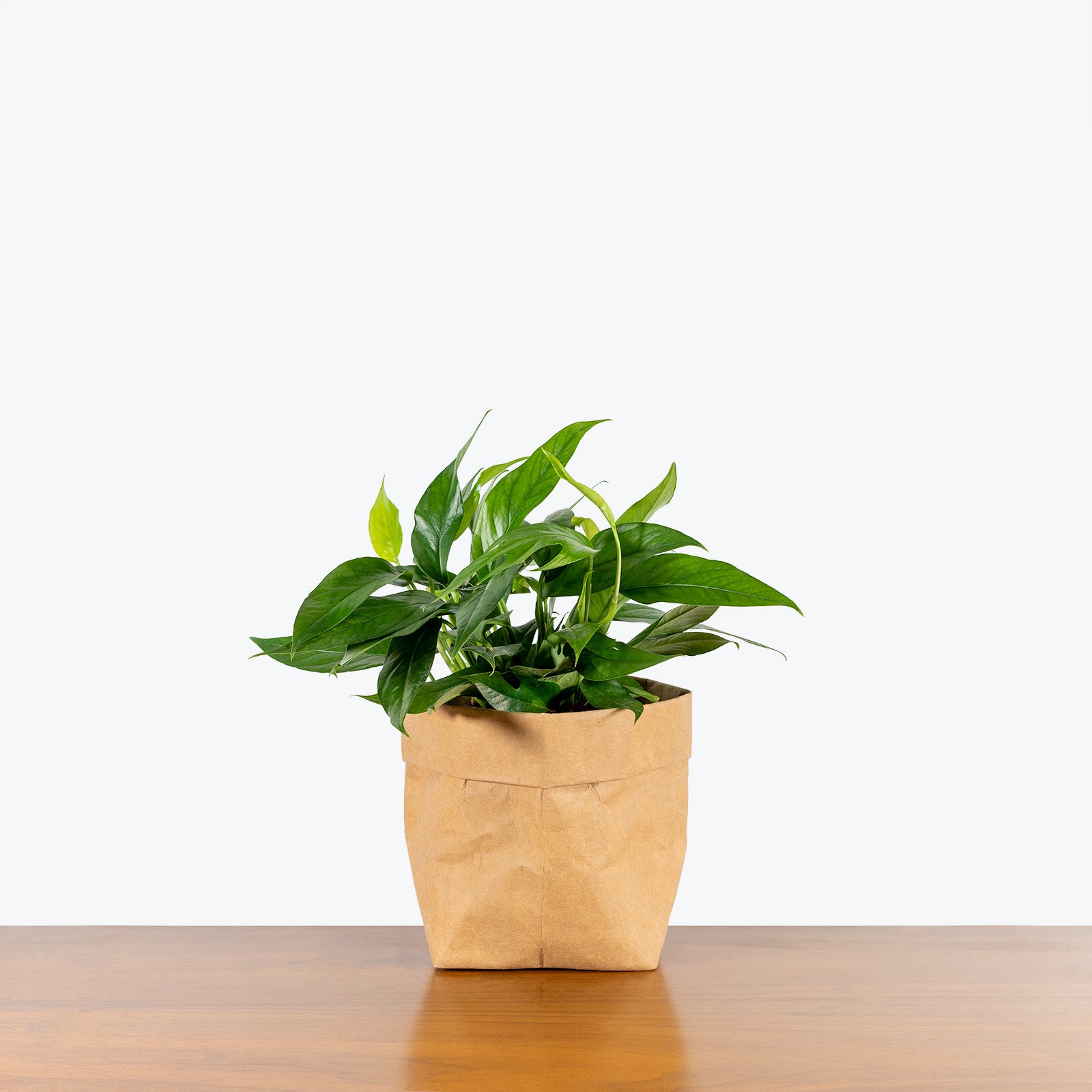 Baltic Blue Pothos - House Plants Delivery Toronto Canada - JOMO Studio