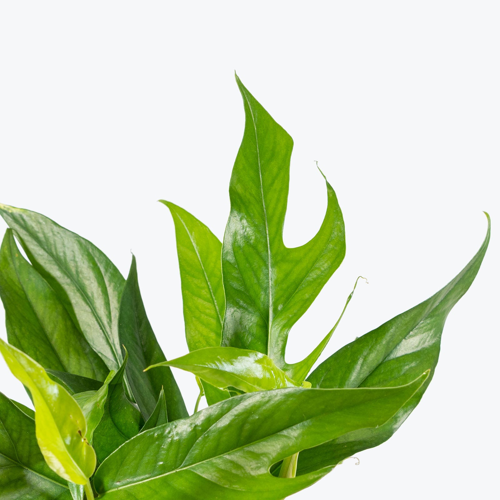 Baltic Blue Pothos | Care Guide and Pro Tips - Delivery from Toronto across Canada - JOMO Studio
