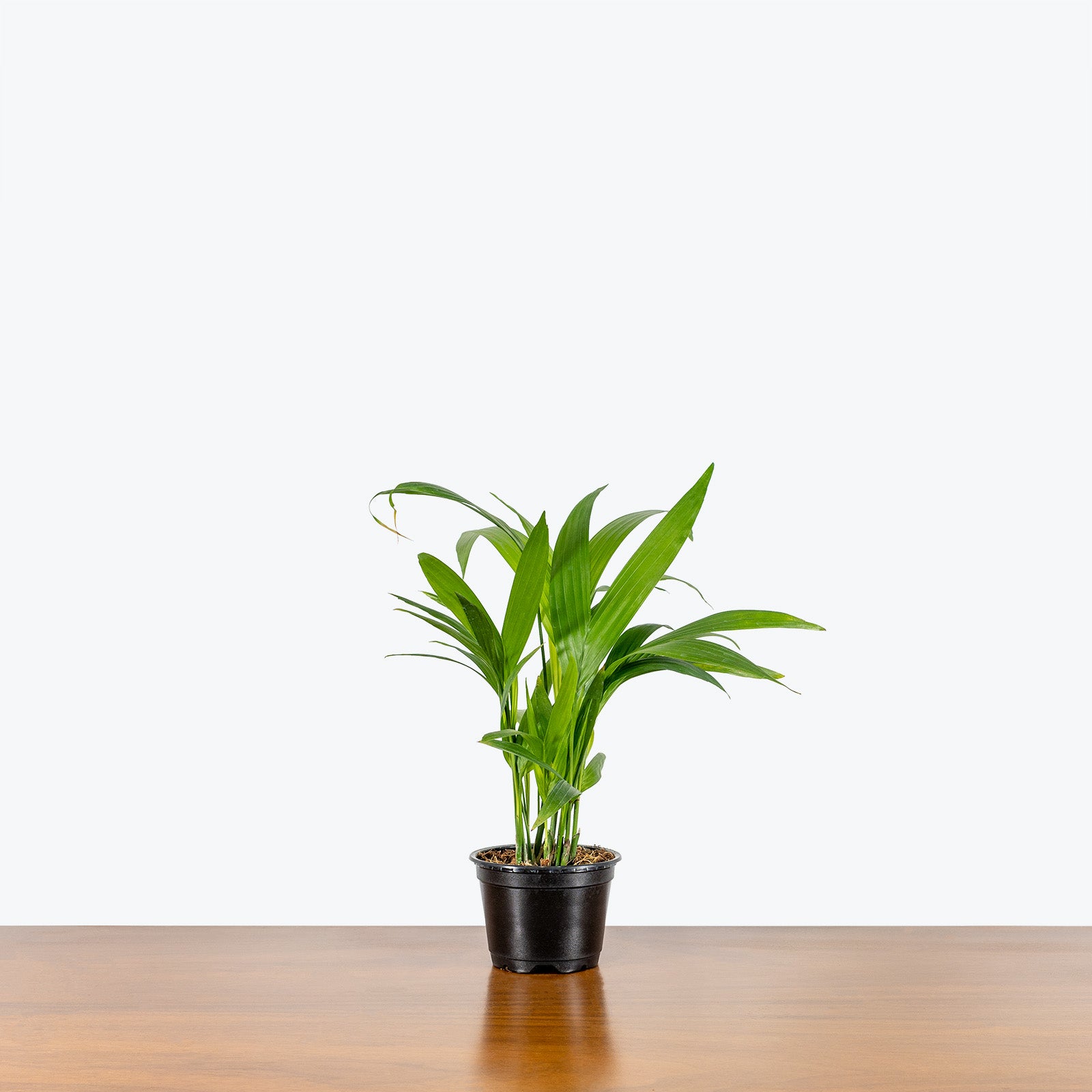 Bamboo Palm - Chamaedorea Seifrizii - House Plants Delivery Toronto - JOMO Studio