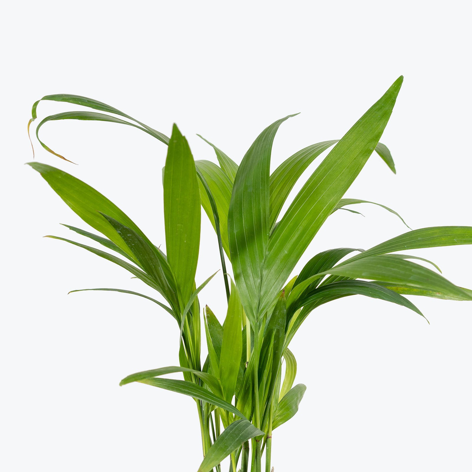 Bamboo Palm - Chamaedorea Seifrizii - House Plants Delivery Toronto - JOMO Studio