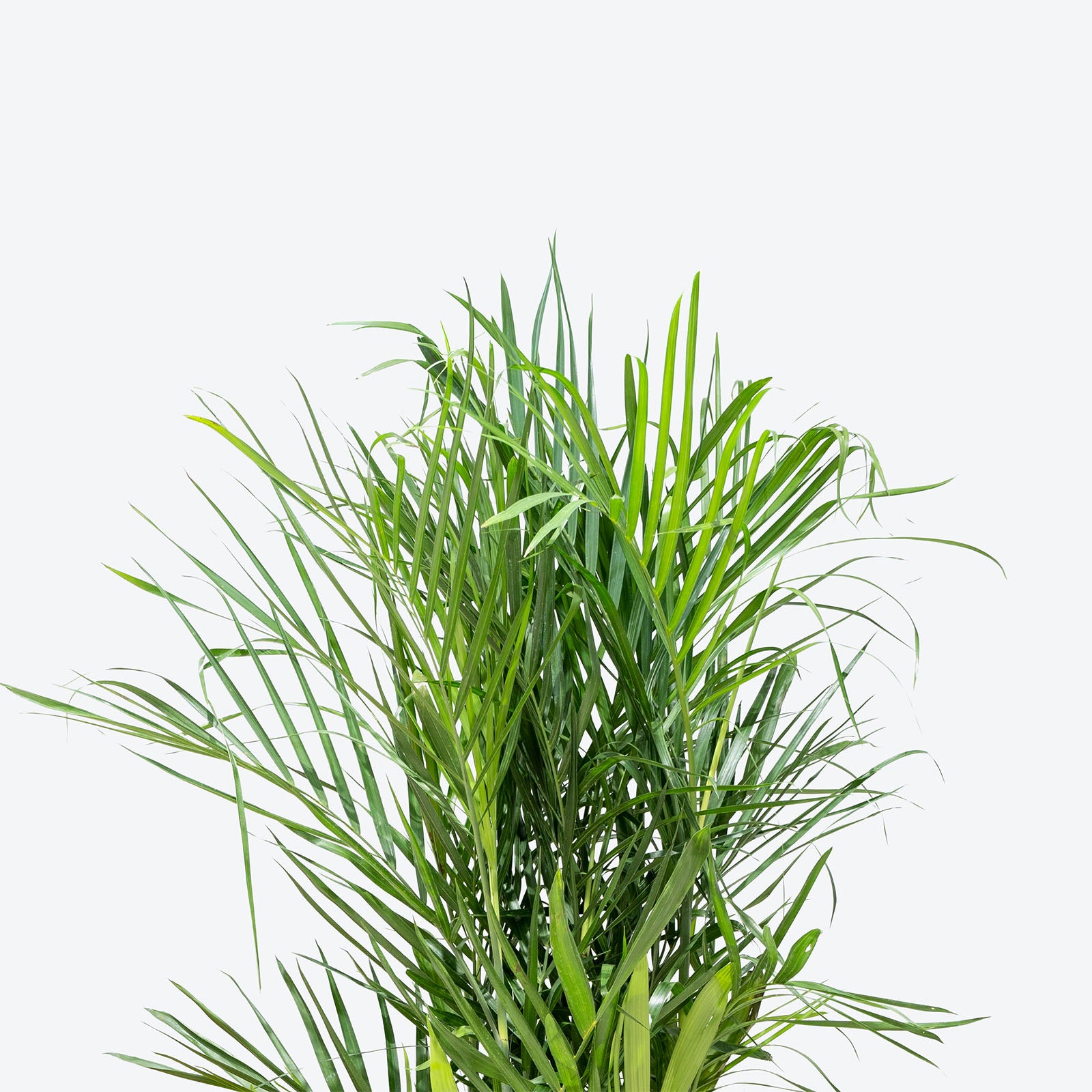 Bamboo Palm - Chamaedorea Seifrizii - House Plants Delivery Toronto - JOMO Studio