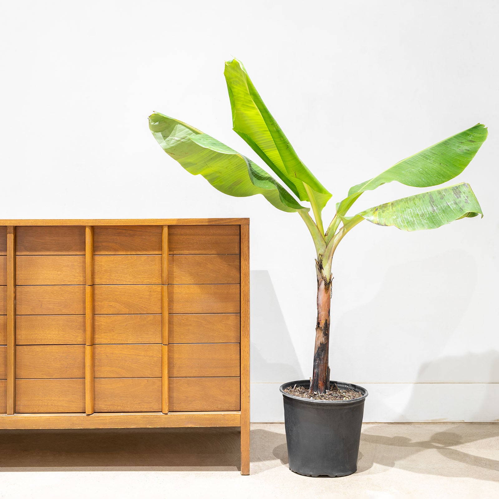 Musa Cavendish - Banana Plant - House Plants Delivery Toronto - JOMO Studio