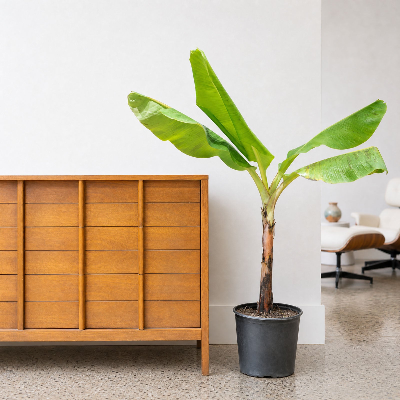 Musa Cavendish - Banana Plant - House Plants Delivery Toronto - JOMO Studio