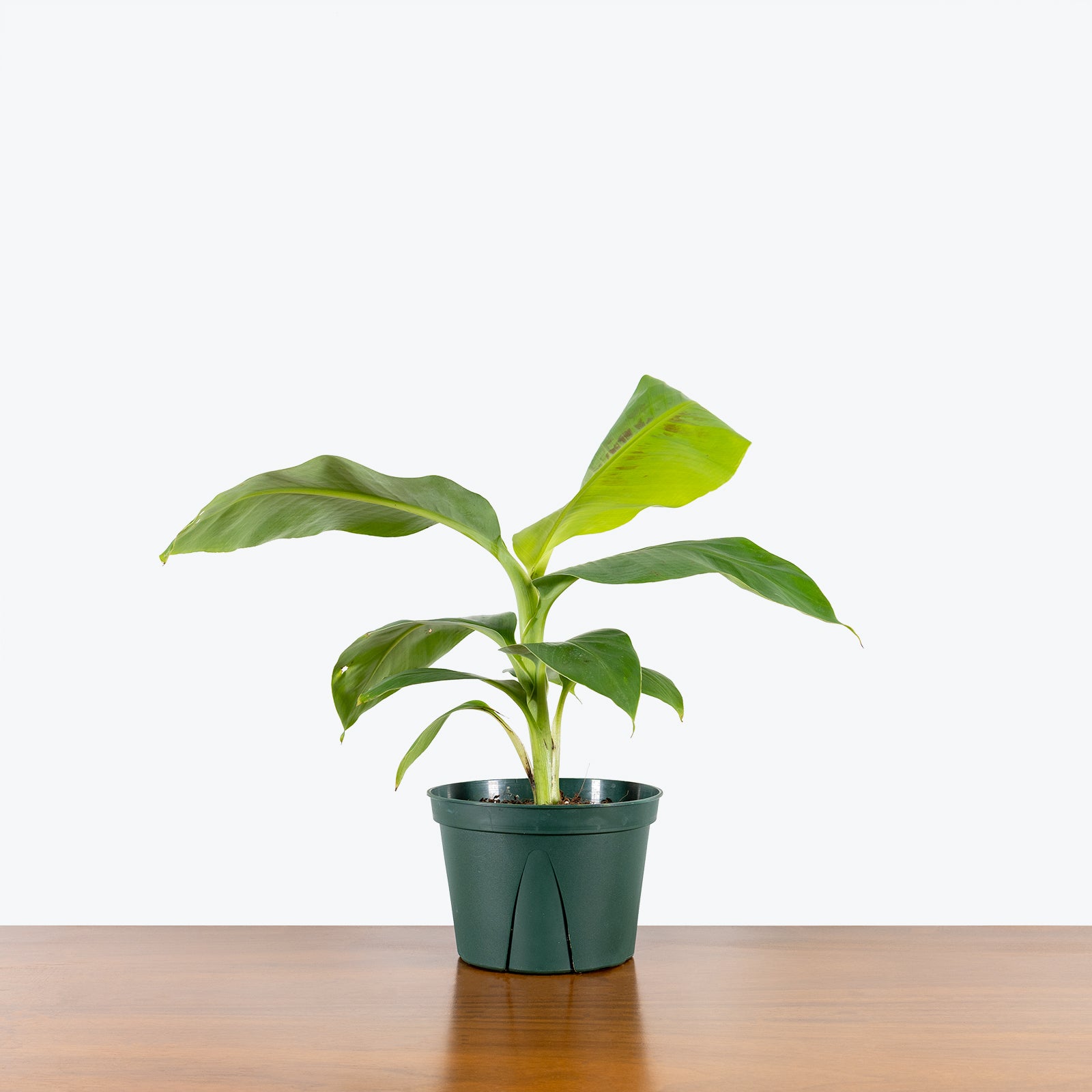 Musa Cavendish - Banana Plant - House Plants Delivery Toronto - JOMO Studio