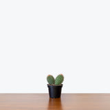 Barrel Cactus — 4" Pot