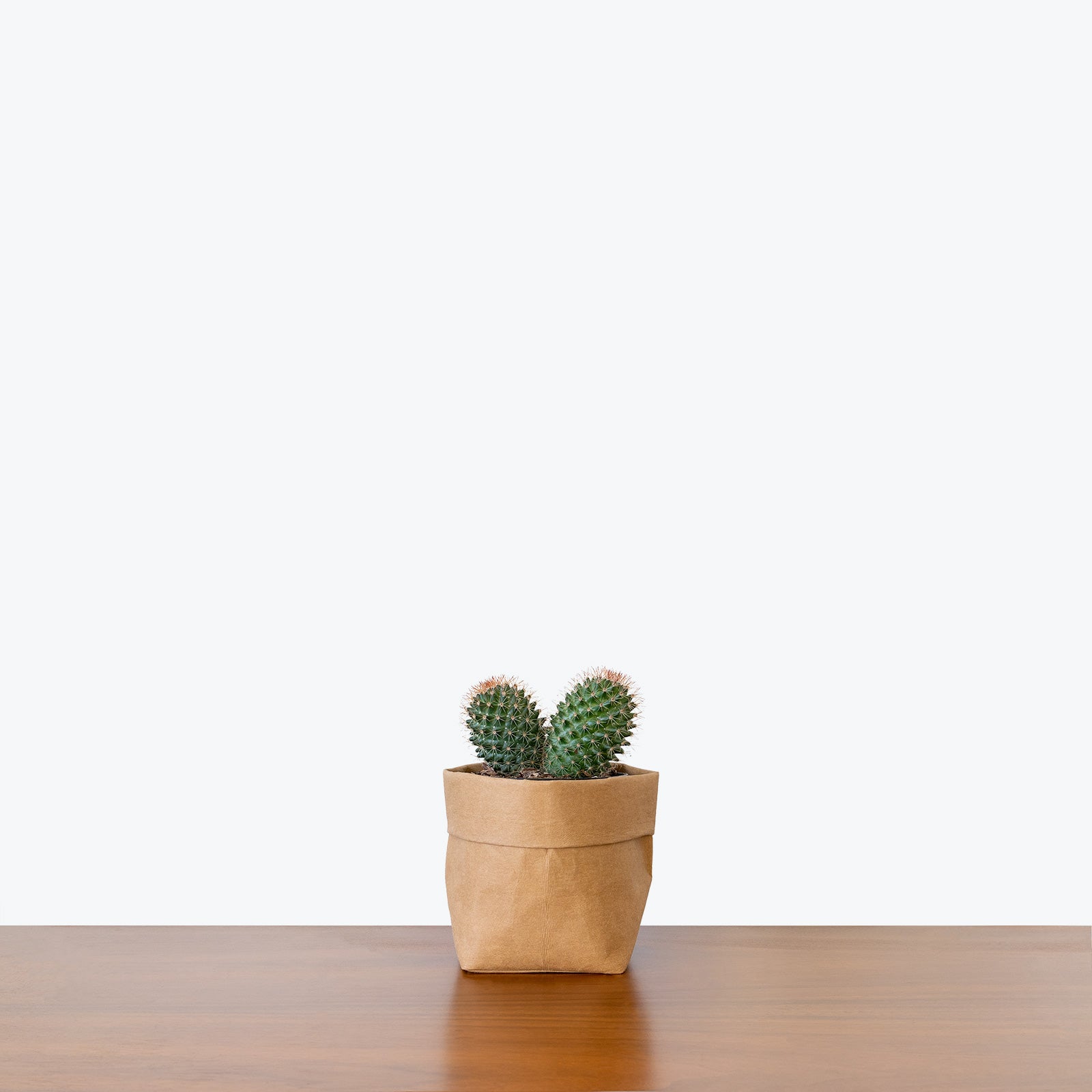 Barrel Cactus - House Plants Delivery Toronto - JOMO Studio