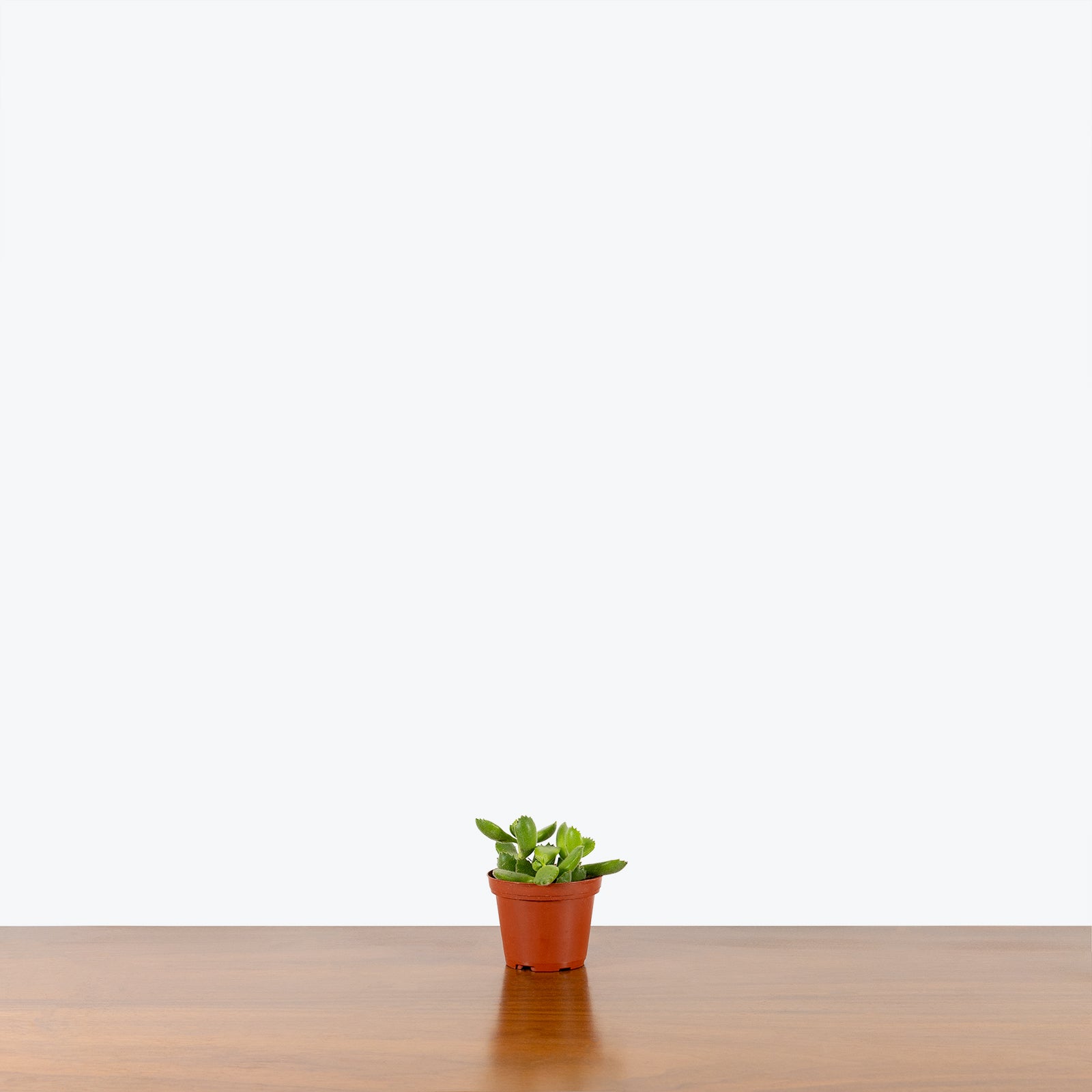 Bear's Paw Succulent - Cotyledon Tomentosa - House Plants Delivery Toronto - JOMO Studio