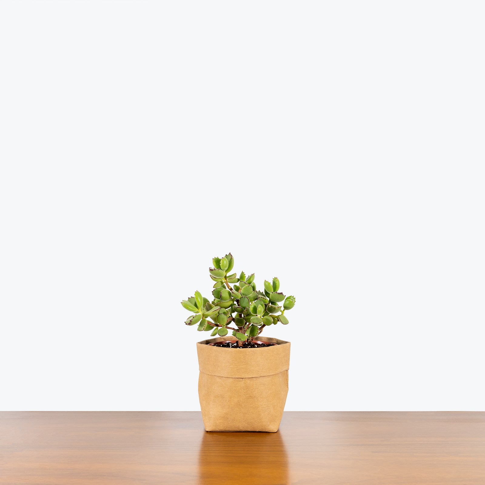 Bear's Paw Succulent - Cotyledon Tomentosa - House Plants Delivery Toronto - JOMO Studio