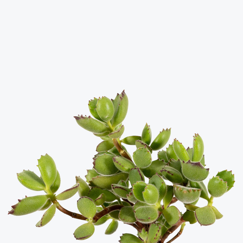 Bear's Paw Succulent - Cotyledon Tomentosa - House Plants Delivery Toronto - JOMO Studio