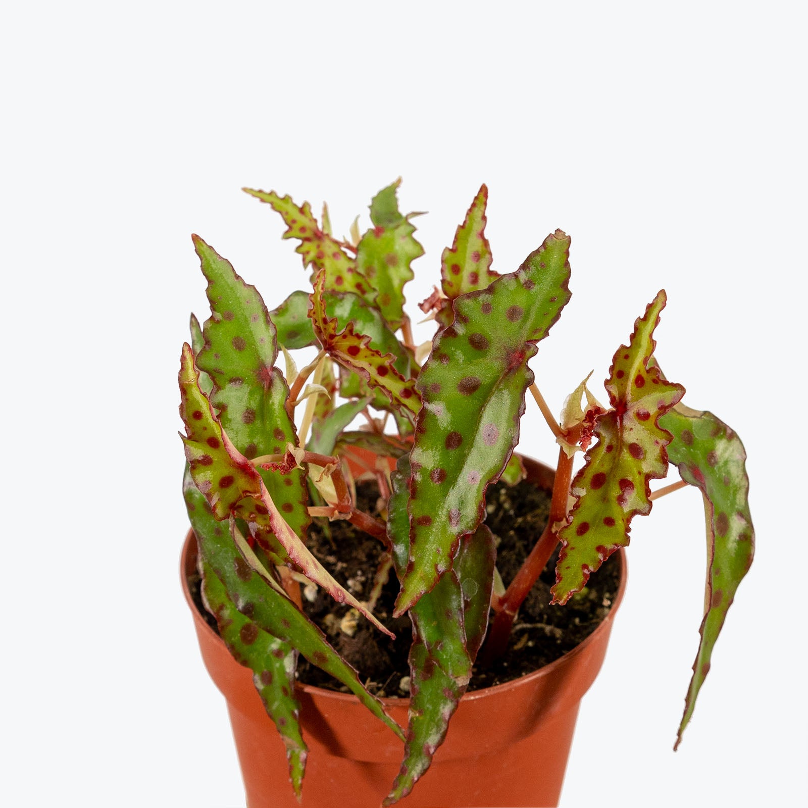 Begonia Amphioxus - House Plants Delivery Toronto - JOMO Studio