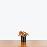 Begonia Autumn Ember — 4" Pot