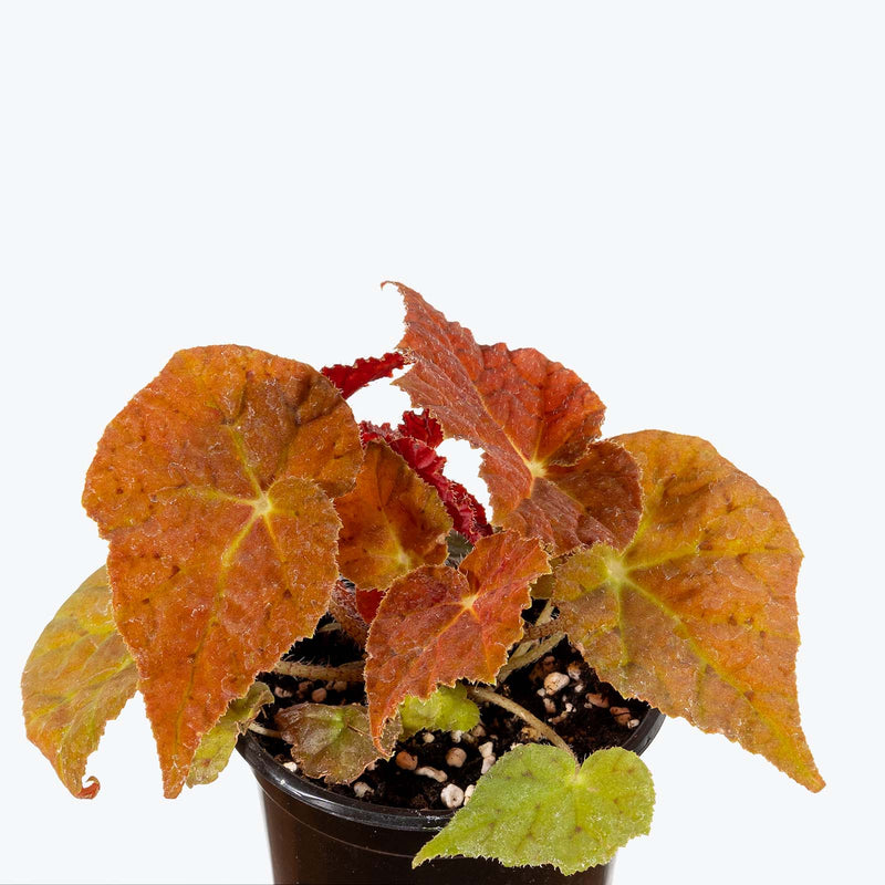 Begonia Autumn Ember - House Plants Delivery Toronto - JOMO Studio