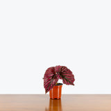 Begonia Brevirimosa — 4" Pot