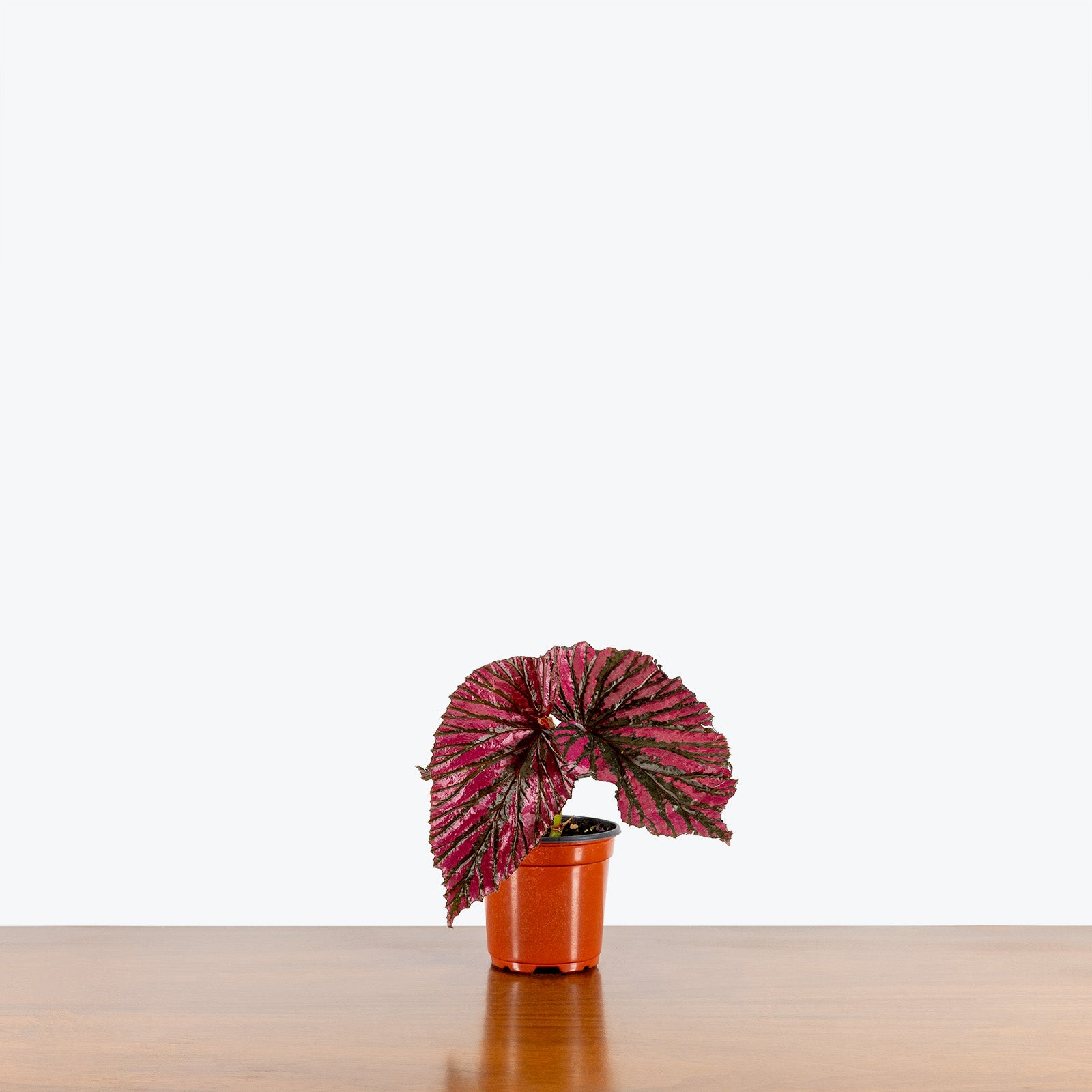 Begonia Brevirimosa - House Plants Delivery Toronto - JOMO Studio