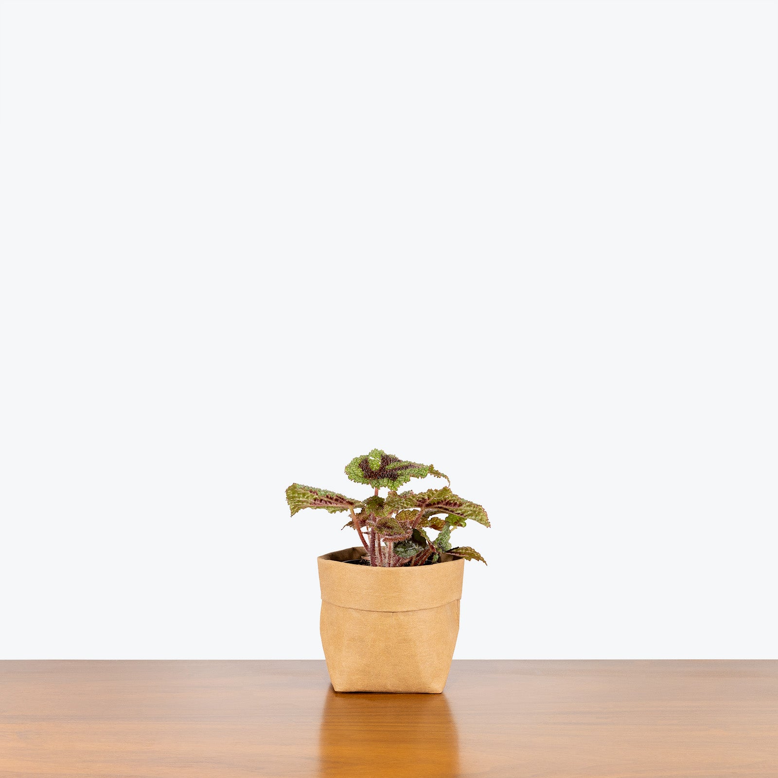 Begonia Iron Cross - House Plants Delivery Toronto - JOMO Studio