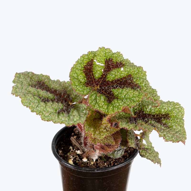 Begonia Iron Cross - House Plants Delivery Toronto - JOMO Studio