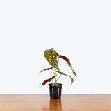 Begonia Maculata — 4" Pot (blemishes expected)