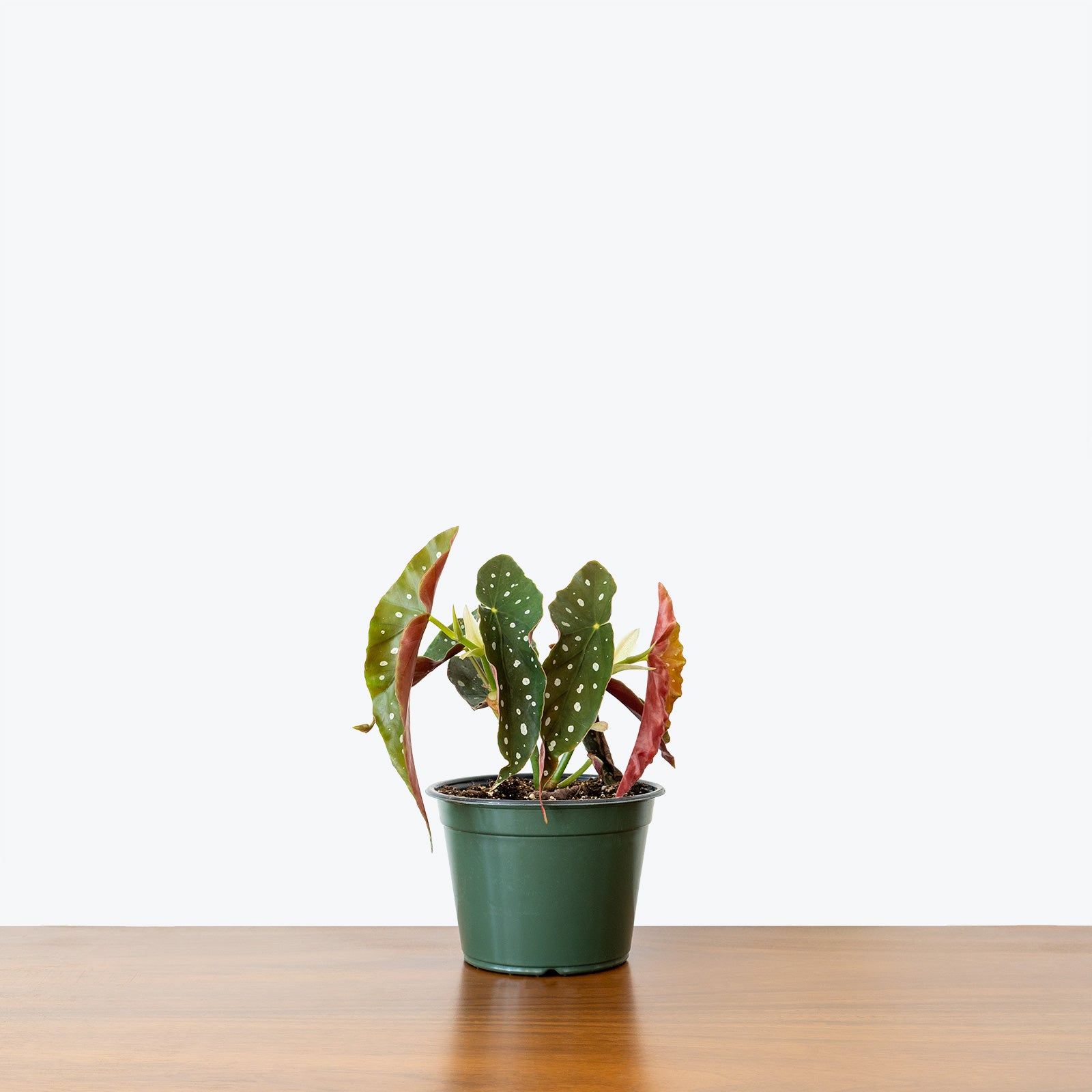 Begonia Maculata - House Plants Delivery Toronto - JOMO Studio