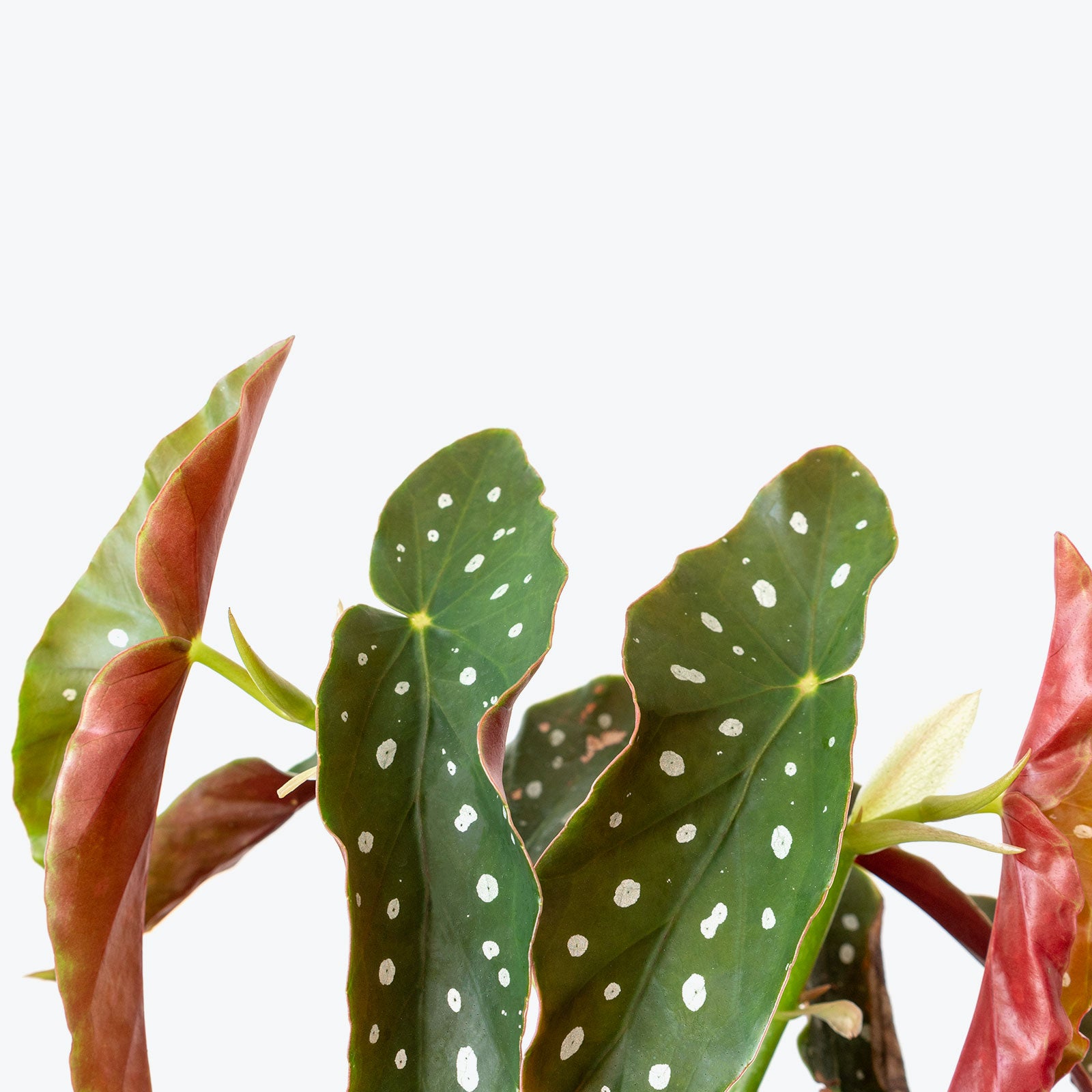Begonia Maculata | Care Guide and Pro Tips - Delivery from Toronto across Canada - JOMO Studio