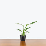 Bird of Paradise White Nicolai — 4" Pot - Mini