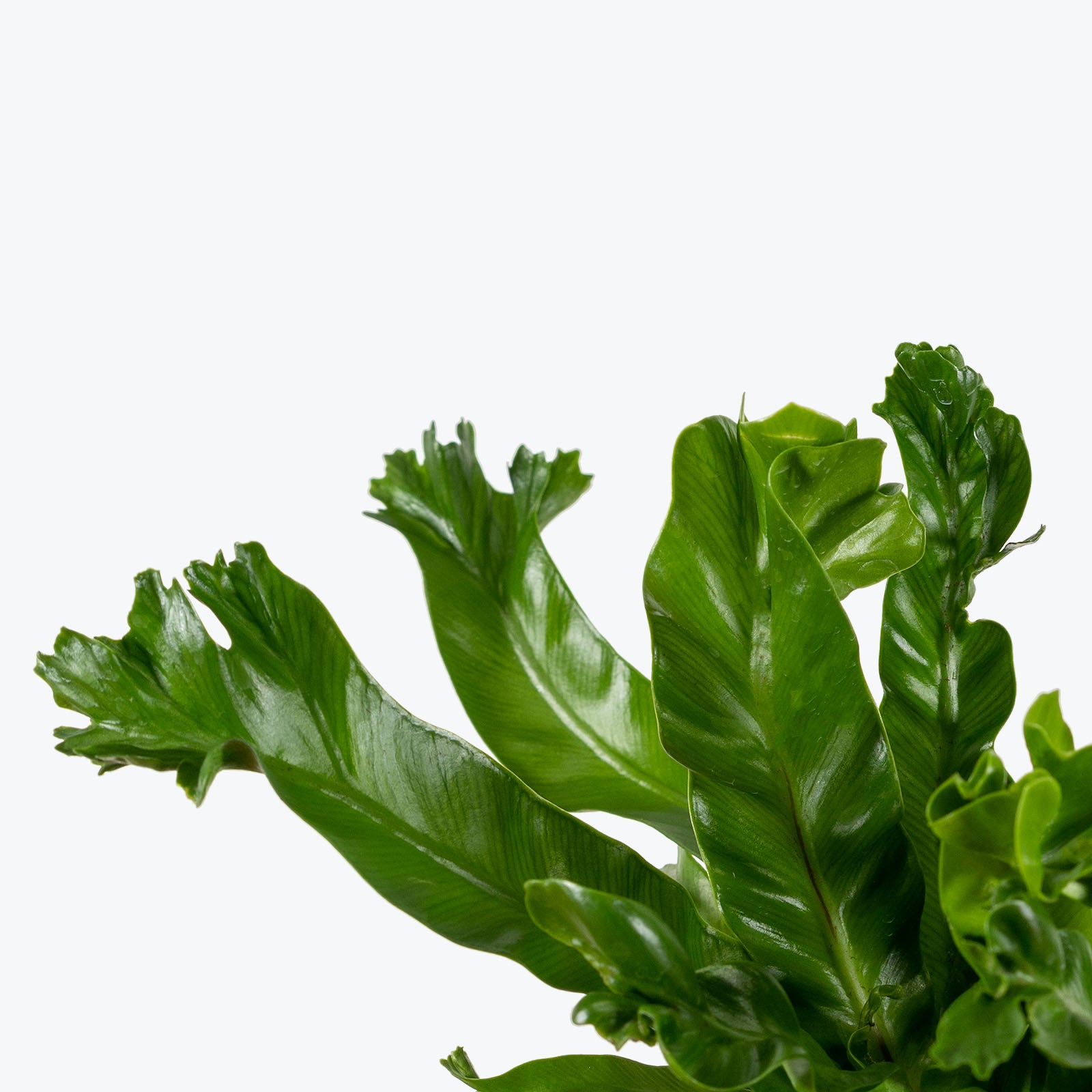 Birds Nest Fern Leslie - House Plants Delivery Toronto - JOMO Studio