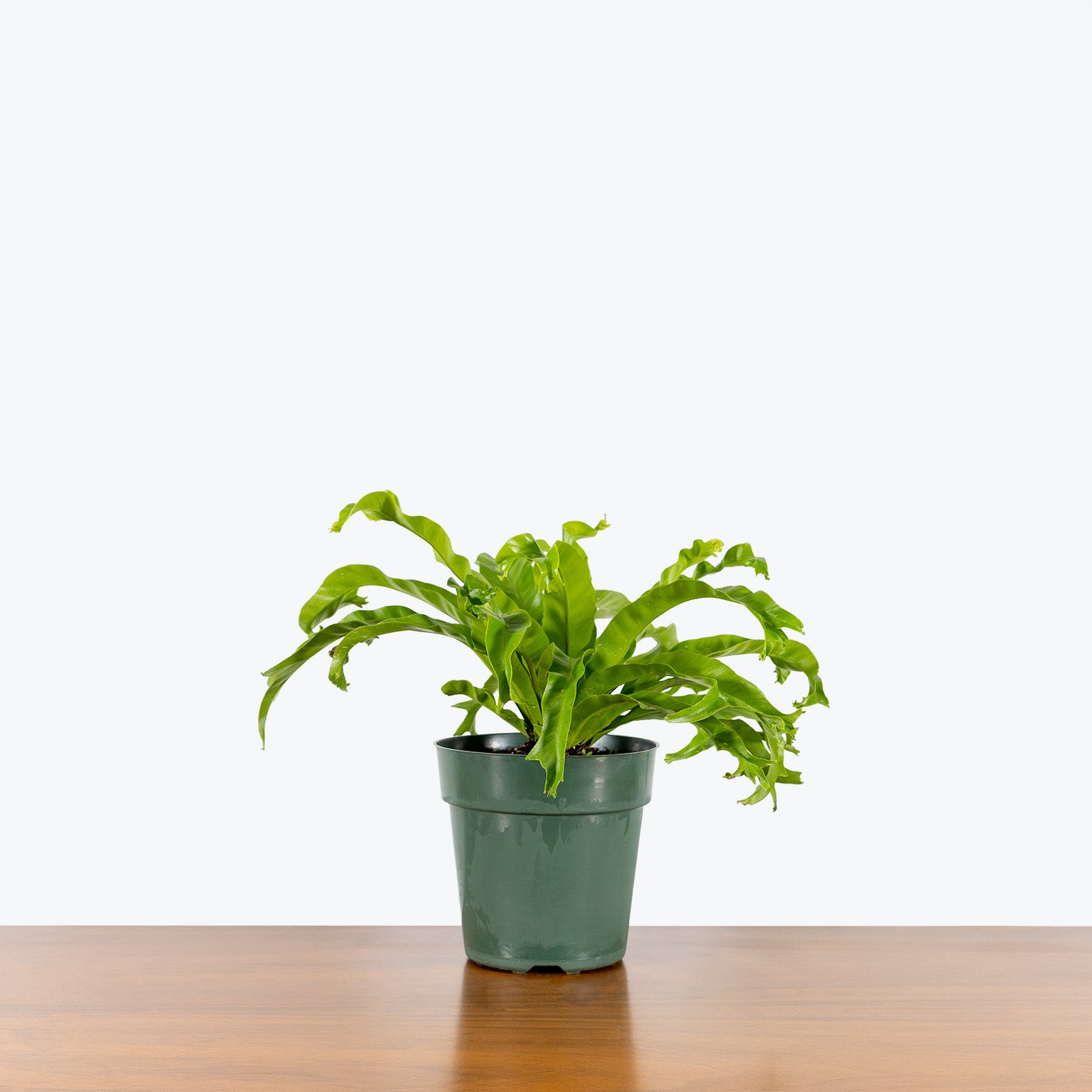 Birds Nest Fern Leslie - House Plants Delivery Toronto - JOMO Studio