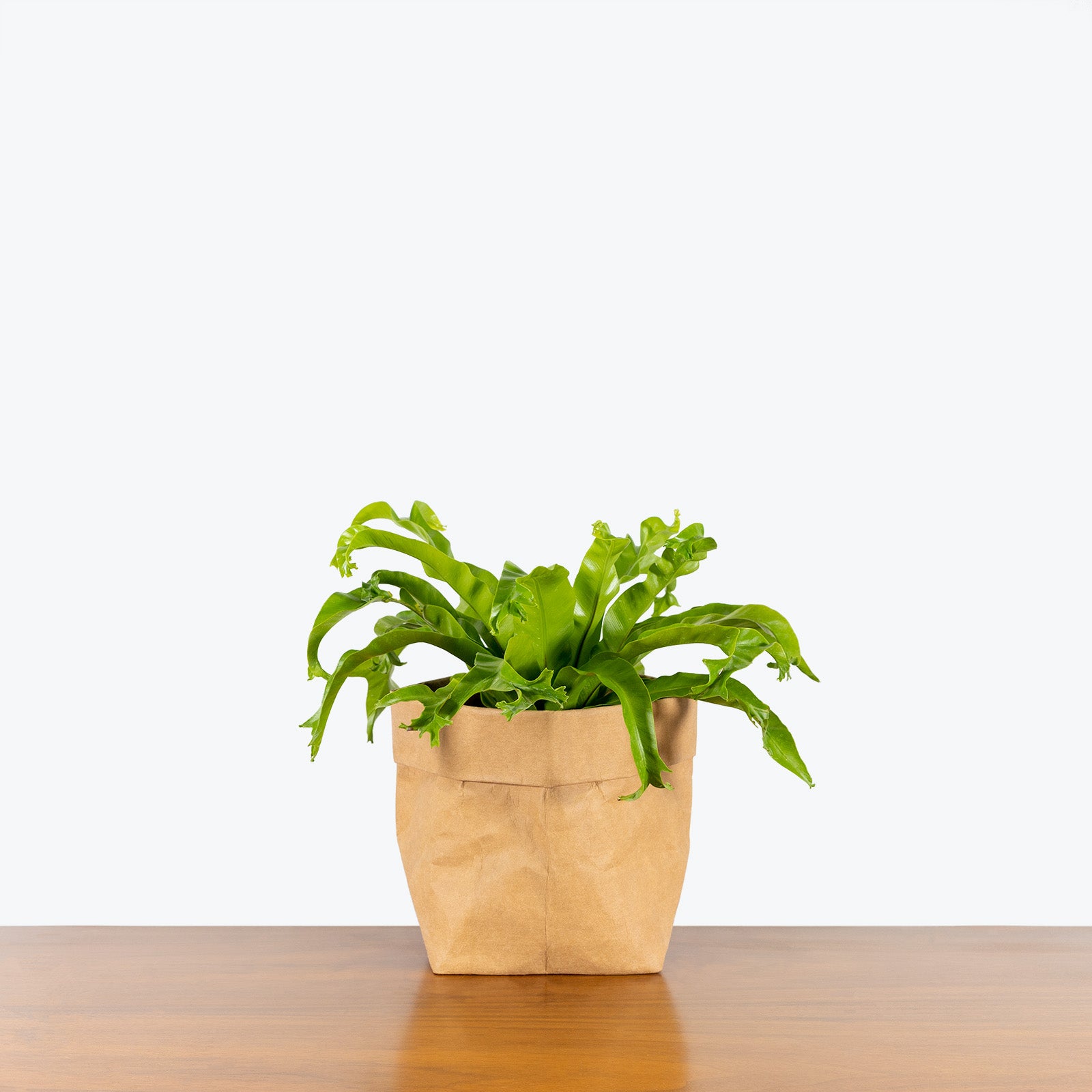 Birds Nest Fern Leslie - House Plants Delivery Toronto - JOMO Studio