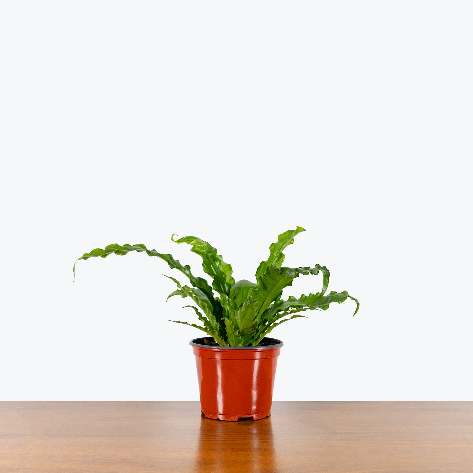 Birds Nest Fern Osaka - House Plants Delivery Toronto - JOMO Studio
