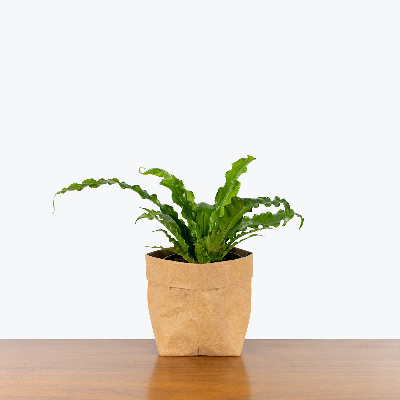 Birds Nest Fern Osaka - House Plants Delivery Toronto - JOMO Studio