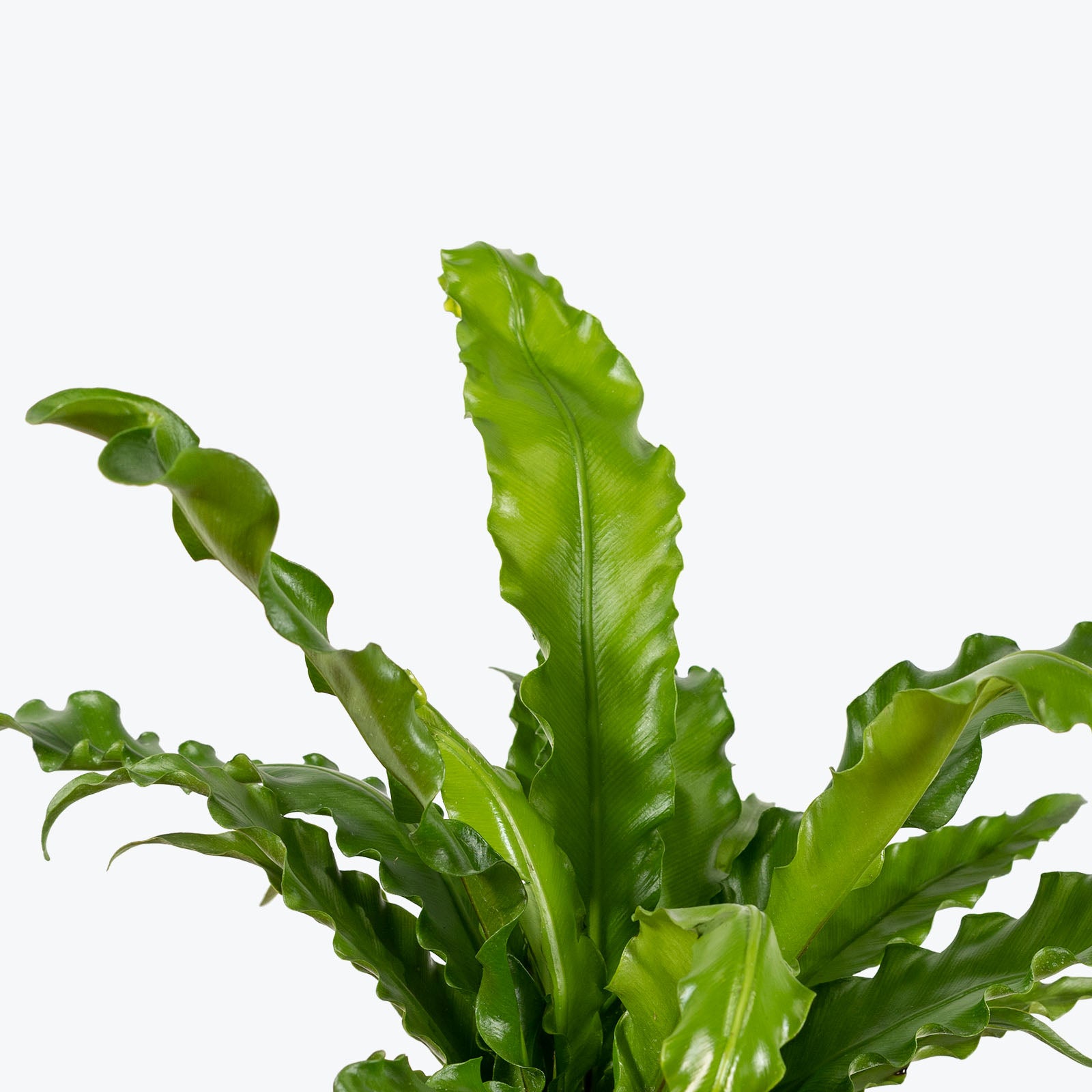 Birds Nest Fern Osaka - House Plants Delivery Toronto - JOMO Studio