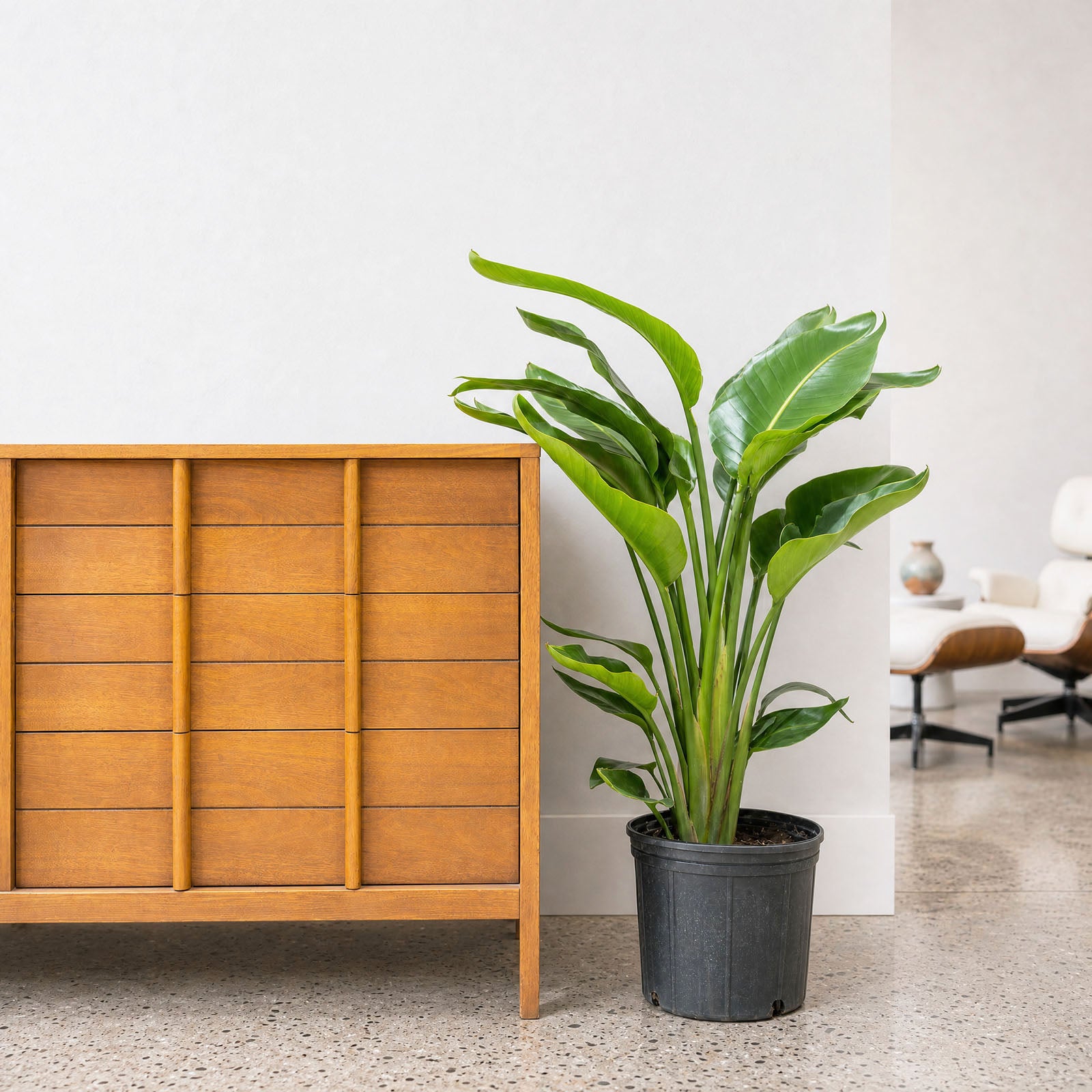 Bird of Paradise | White | Strelitzia Nicolai | Care Guide and Pro Tips - Delivery from Toronto across Canada - JOMO Studio